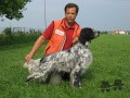 Setter Anglais SAMNITICUS CESAR Setter Anglais SAMNITICUS CESAR